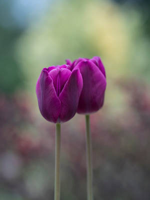 Purple Prince Tulip Hd Wallpaper