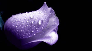 Purple Rose Petals Wallpaper