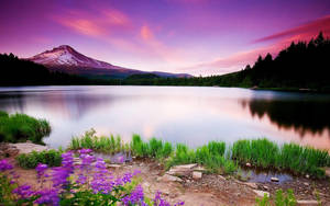 Purple Skies Scenery Wallpaper