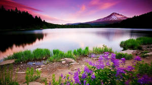 Purple Sky 3d Nature Wallpaper