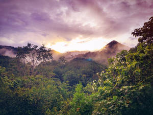 Purple Sky Rainforest Wallpaper