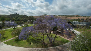 Purple Tree In The City Wallpaper