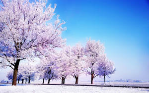 Purple Trees In Winter Wallpaper