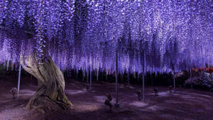 Purple Wisteria Tree Wallpaper