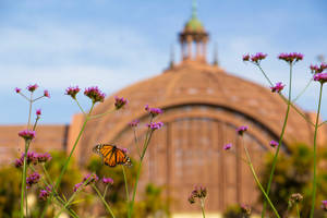 Purpletop Vervain In Balboa Park Wallpaper