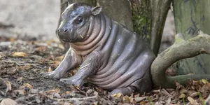 Pygmy Hippopotamus With Dried Leaves Wallpaper