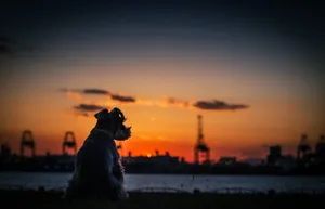 Quiet Dog Enjoying Sunset Wallpaper