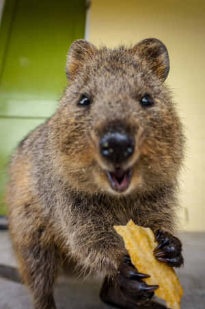 Quokka Snackingon Treat Wallpaper