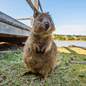Quokka Standing Near Waterfront.jpg Wallpaper