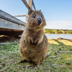Quokka Standing Near Waterfront.jpg Wallpaper