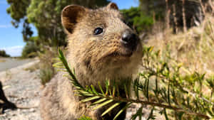 Quokkain Nature.jpg Wallpaper