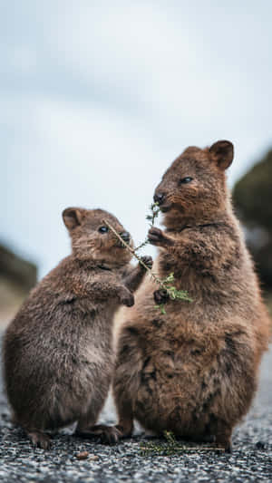 Quokkas_ Sharing_ Meal.jpg Wallpaper