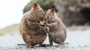 Quokkas Sharinga Meal.jpg Wallpaper