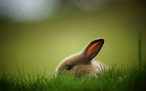 Rabbit On Light Green Wallpaper