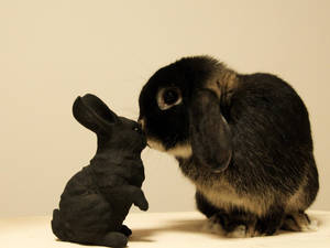 Rabbit Smelling A Toy Wallpaper