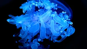 Radiant Glow Emanating From The Dark Forest Wallpaper