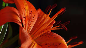 Radiant Orange Lily Close-up Wallpaper