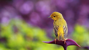 Radiant Yellow Canary Bird Perched On Petals Wallpaper