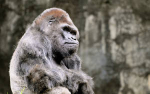 Ragged Silverback Gorilla Wallpaper