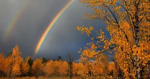 Rain Nature Forest Autumn Wallpaper