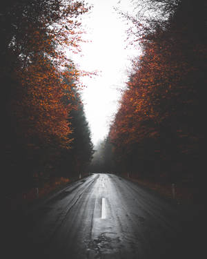 Rain-soaked Road Wallpaper