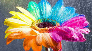 Rainbow Flower Hd Wallpaper