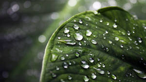 Raindrops On A Green Leaf Wallpaper