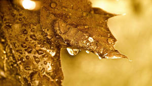 Raindrops On Brown Leaves Wallpaper