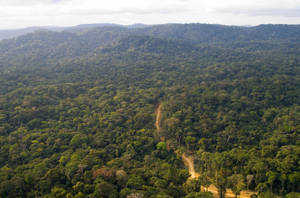 Rainforest In Gabon Wallpaper