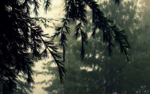 Rainy Day Branches Leaves And Shadow Wallpaper