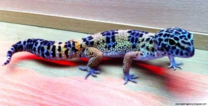 Rare Blue Leopard Gecko Wallpaper