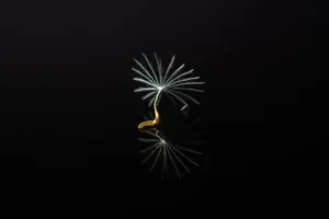 Rare Plant On Black Pc Wallpaper