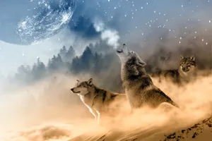 Ravishing Wolf Desktop Wallpaper