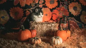 Ready For A Spooky Night! Wallpaper