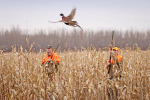 Ready For The Kill: Spotting Ducks In Flight Wallpaper