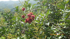 Ready To Harvest Pulasan Fruit Wallpaper