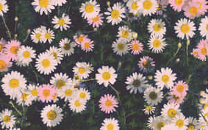 Real Daisy Aesthetic Computer Tumblr Wallpaper