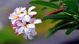 Real Floral Frangipani Wallpaper