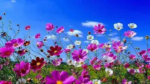Real Floral Grassland Wallpaper