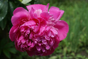 Real Floral Pink Wallpaper