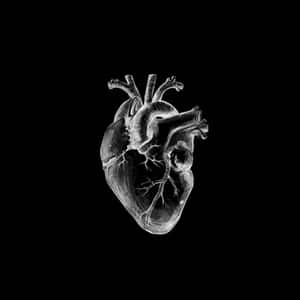Realistic Heart Pfp Wallpaper