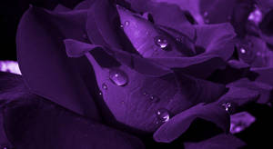 Realistic Image Of Purple Flower Desktop Wallpaper