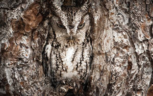 Realtree Camo Eastern Screech Owl Wallpaper