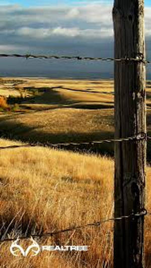 Realtree Camo Grassland Wallpaper