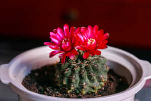 Rebutia Cactus Flower In Full Bloom Wallpaper