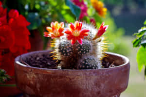 Rebutia Cactus Flower In Large Pot Wallpaper