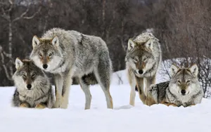 Reclining Pack Wolf Desktop Wallpaper