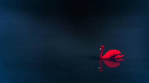 Red 4k Uhd Swan Wallpaper