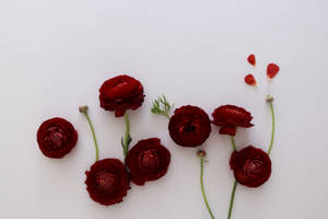 Red Aesthetic Flower In White Wallpaper