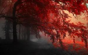 Red Aesthetic Laptop Tree Leaves Wallpaper